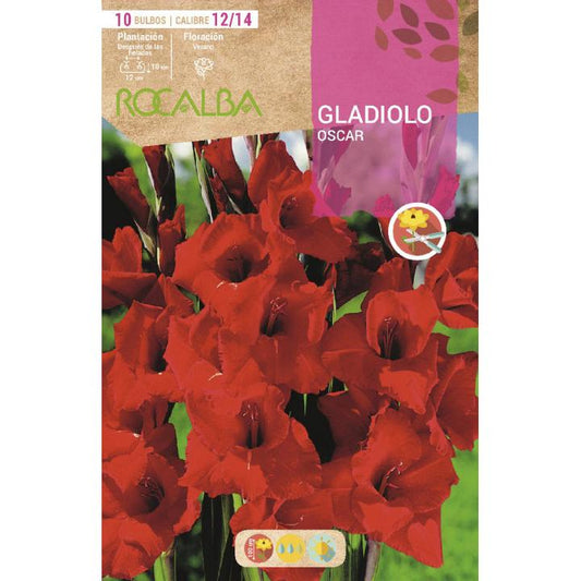 Bolbo de gladíolo vermelho brilhante 10 peças