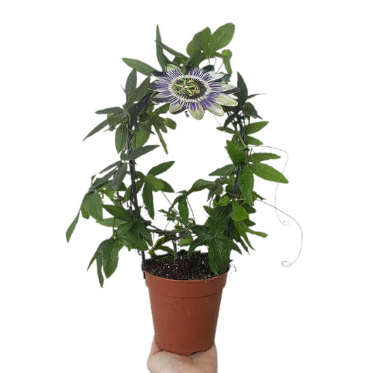 Passiflora Caerulea M12_0