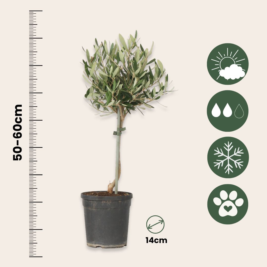 Olivo - 2 Pzs - Olea Europaea - Altura 50-60cm - ⌀14cm_2