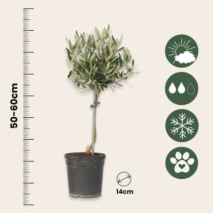 Olivo - 2 Pzs - Olea Europaea - Altura 50-60cm - ⌀14cm_2