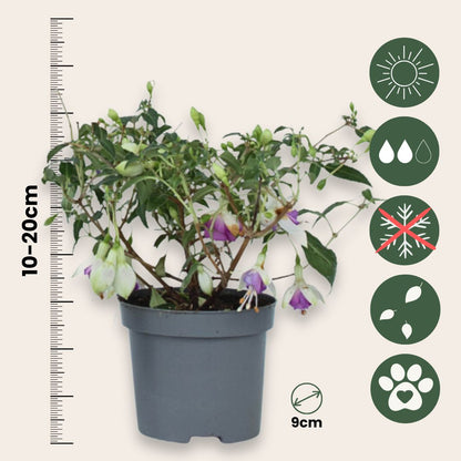 Pendientes De La Reina - 6 Pzs - Fuchsia Magellanica - Altura 10-20cm - ⌀9cm_2