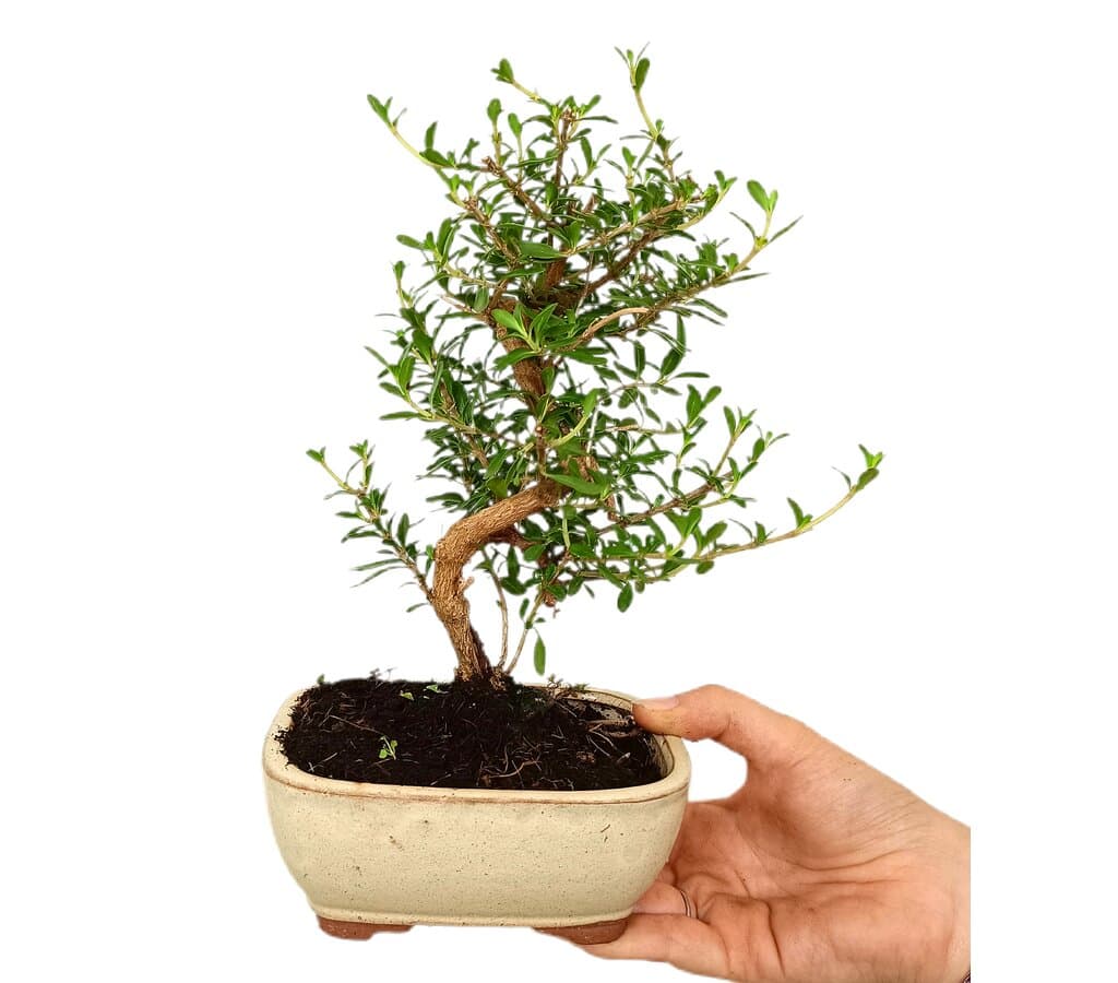 Bonsái Coprosma 7 Años (149581)_1