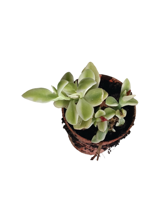 Aptenia Cordiflora Variegata Ø5 Cm Planta Colgante_0