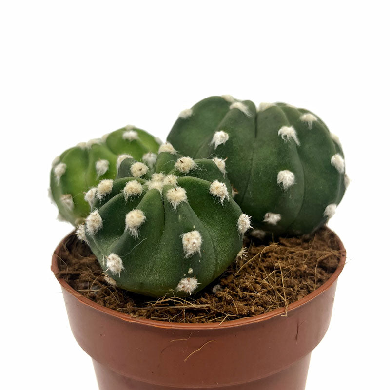 Echinopsis Subdenudata Cactus Y Suculentas_0
