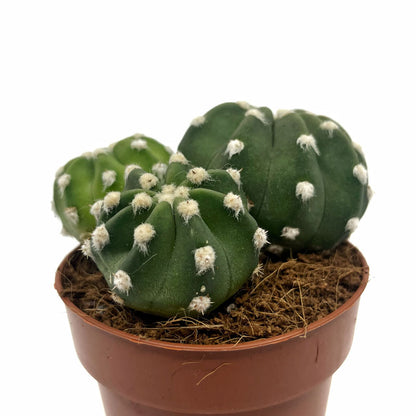 Echinopsis Subdenudata Cactus Y Suculentas_0