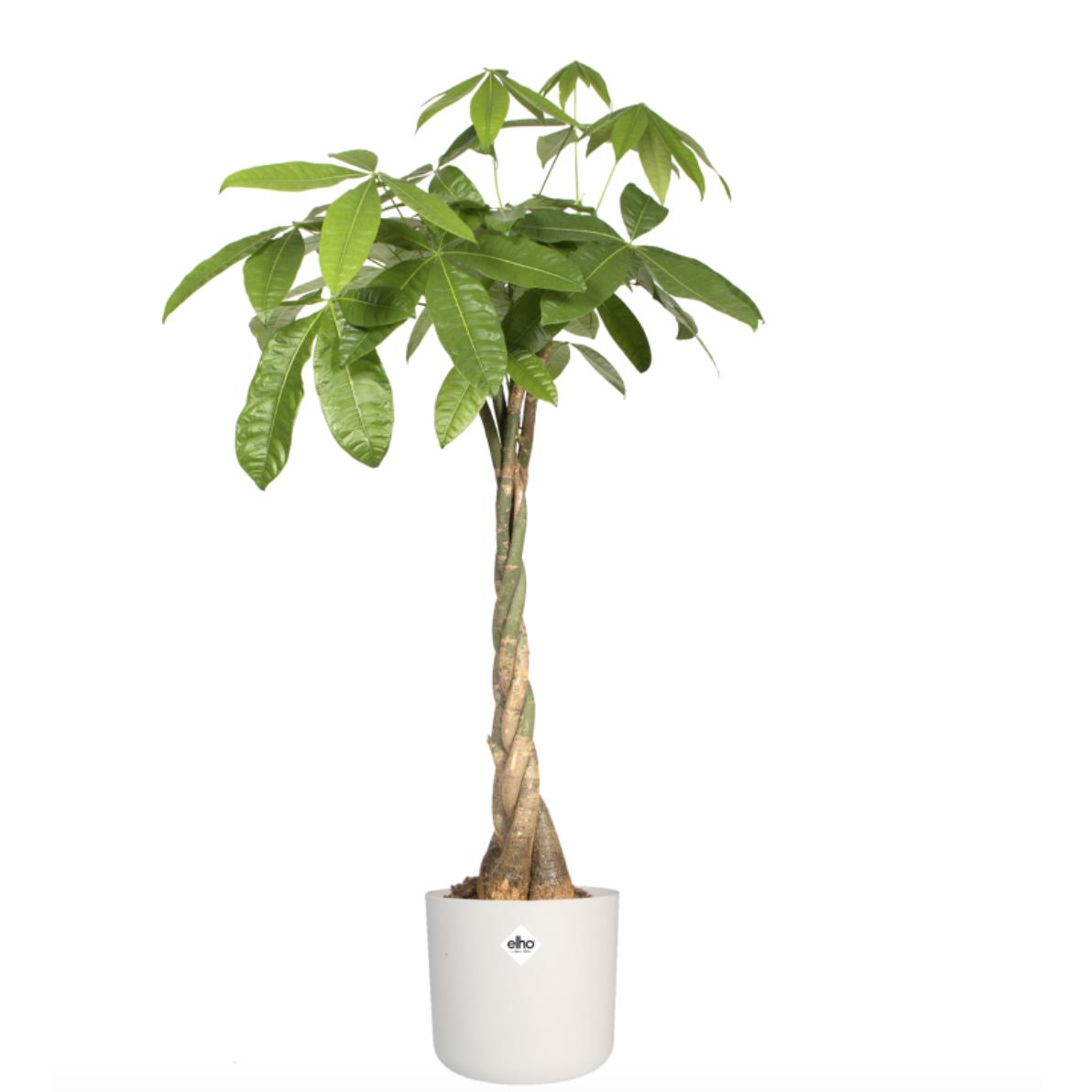 B. para vaso redondo macio Elho branco 25 cm