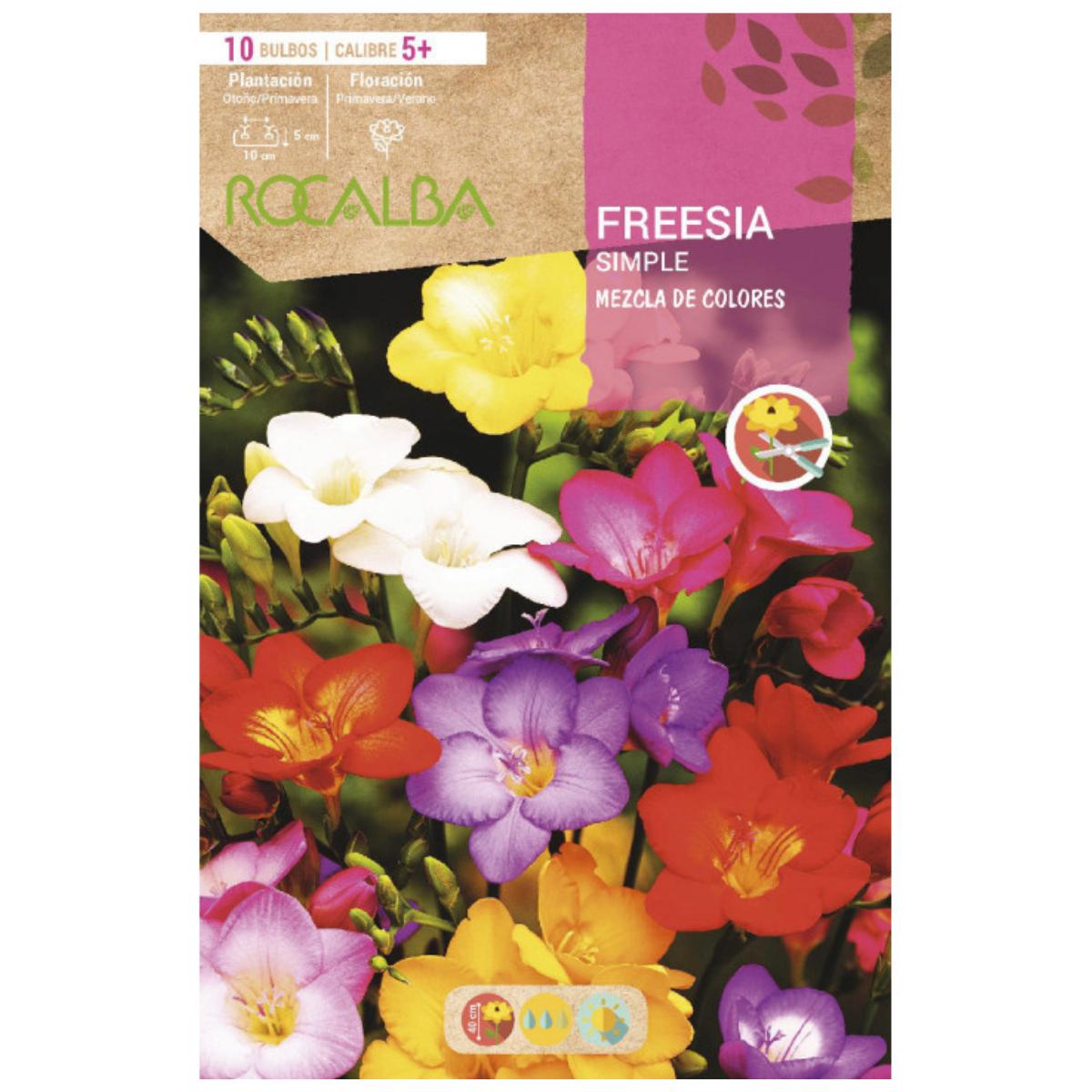 Bolbo de Frésia mix simples 10 unidades Rocalba