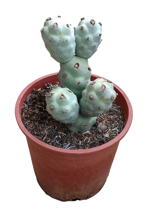 Tephrocactus Calvus Planta De Sol Ø20 Cactus Unico_0