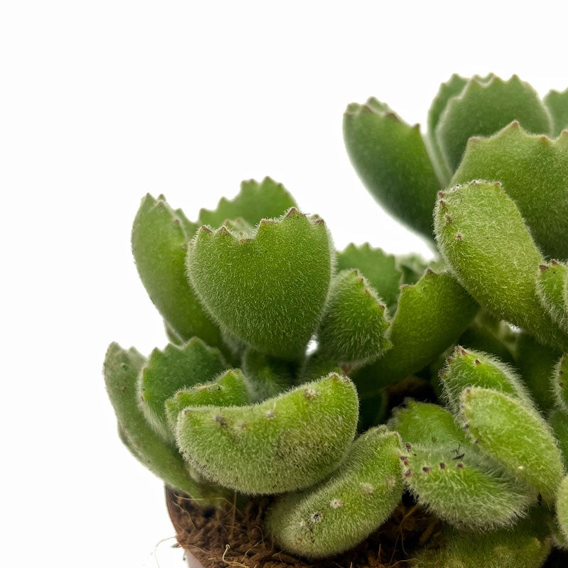 Cotyledon Tomentosa Cactus Y Suculentas M8,5 cm Ø_2