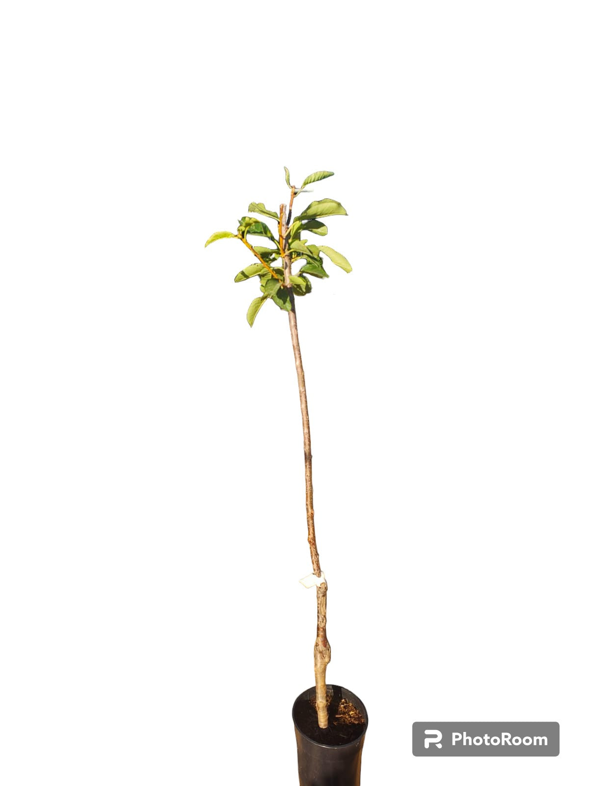 Cerezo Burlat Maceta 140cm_0
