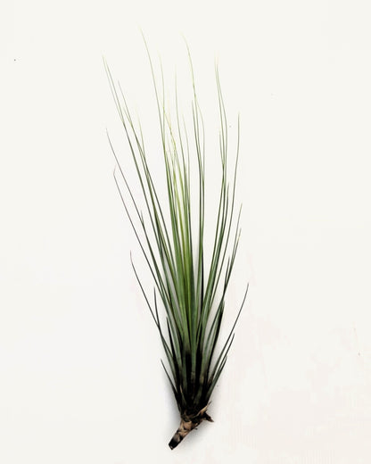 Tillandsia juncifolia; tillandsia de hojas de junco, planta del aire; Curiosarium; altura 20-25 cm, diámetro 10-15 cm_4