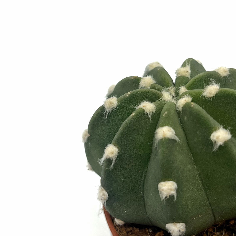 Echinopsis Subdenudata Cactus Y Suculentas_2