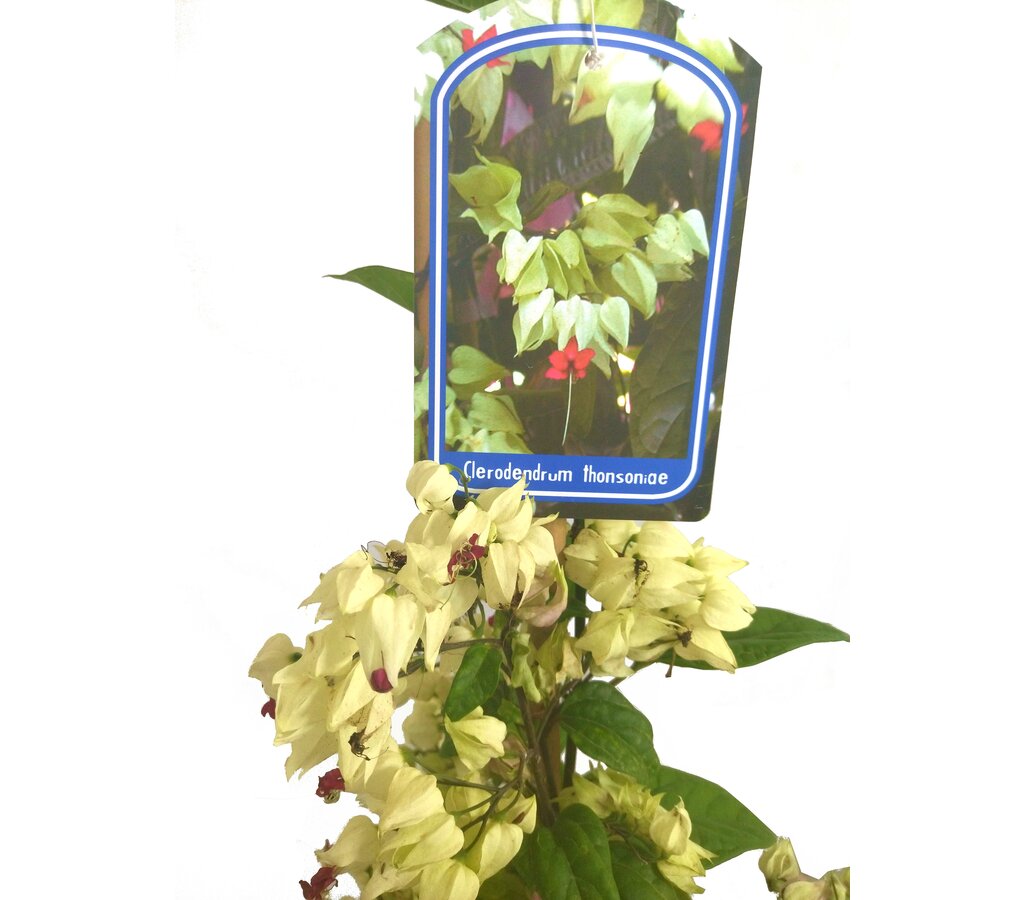 Clerodendrum Thomsionae M20 180-200cm (lágrimas De Cristo)_1