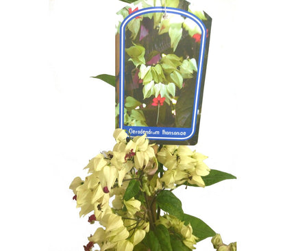Clerodendrum Thomsionae M20 180-200cm (lágrimas De Cristo)_1