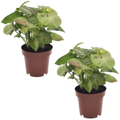 Singonio Confeti - 2 Pzs - Syngonium 'milk Confetti' - Altura 20-30cm - ⌀12cm_0