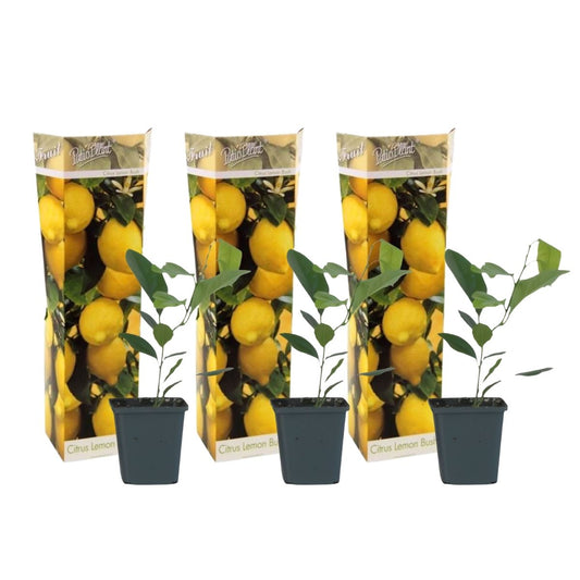 Limonero - 3 Piezas - Citrus Limon - Altura 25-40cm - ⌀9cm_0