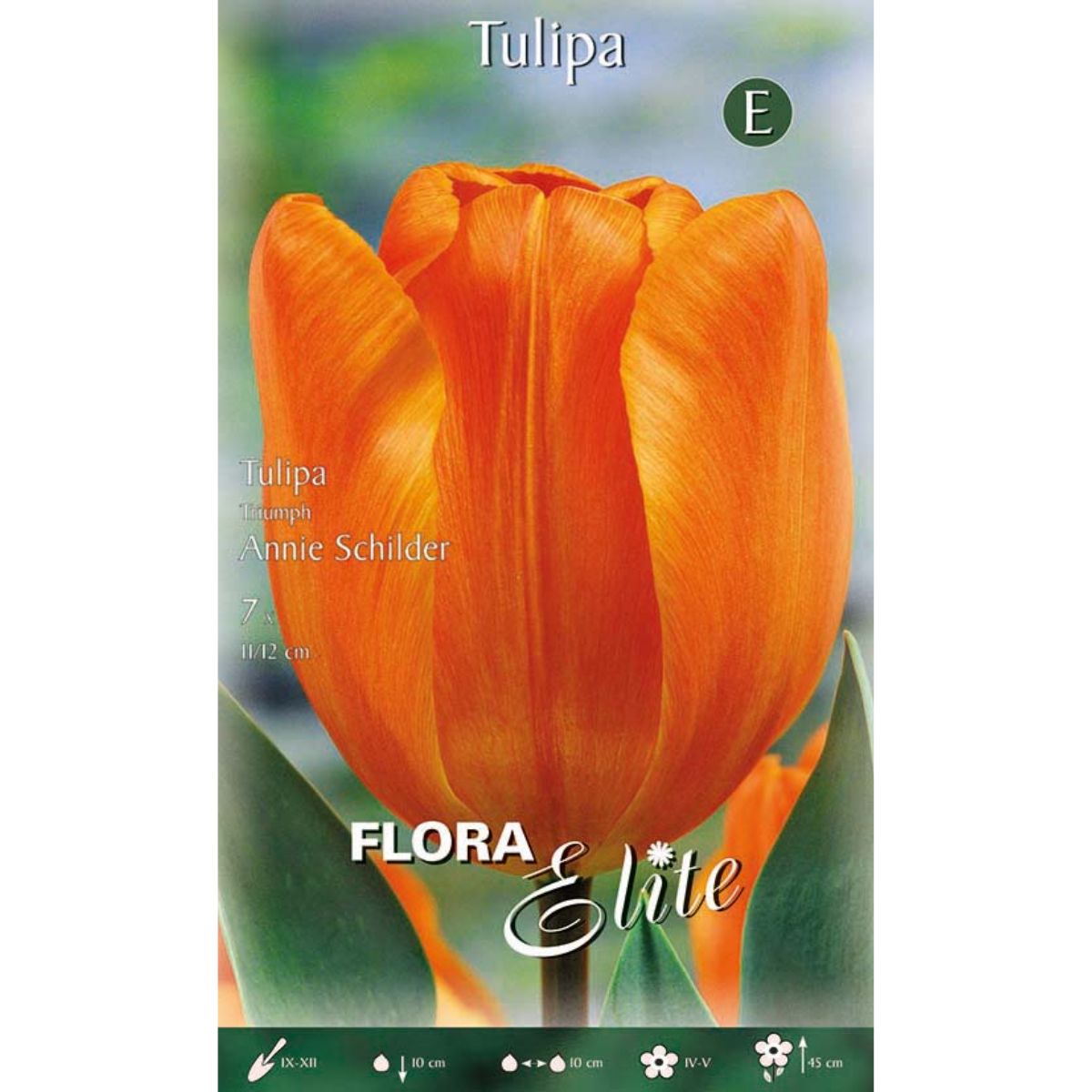 Bolbos tulipa laranja 7 unidades