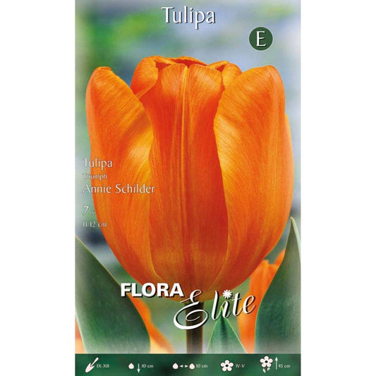 Bulbos de Tulipa Darwin Laranja Elite 10 unidades