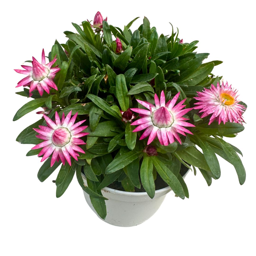 Planta De Flor De Papel O Flor De Paja, Disfruta De Su Espectacular Tacto_0
