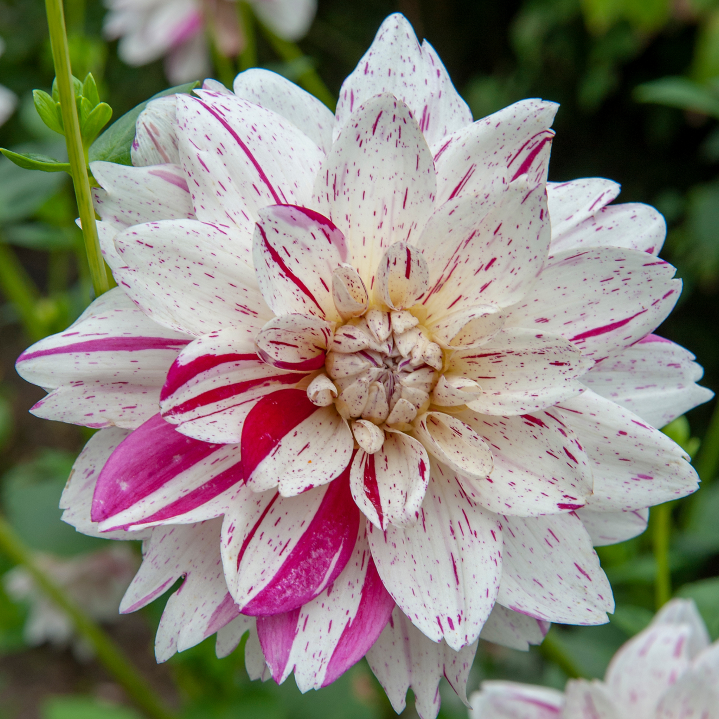 Tubérculos De Dalia - 4 Pzs - Dahlia 'bouqet Sunset'_3