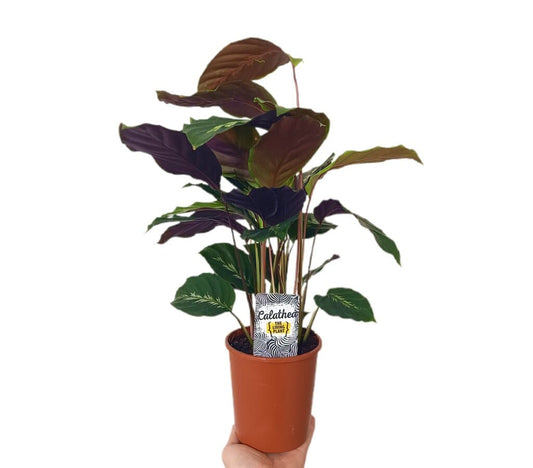 Calathea Maranta M12_0