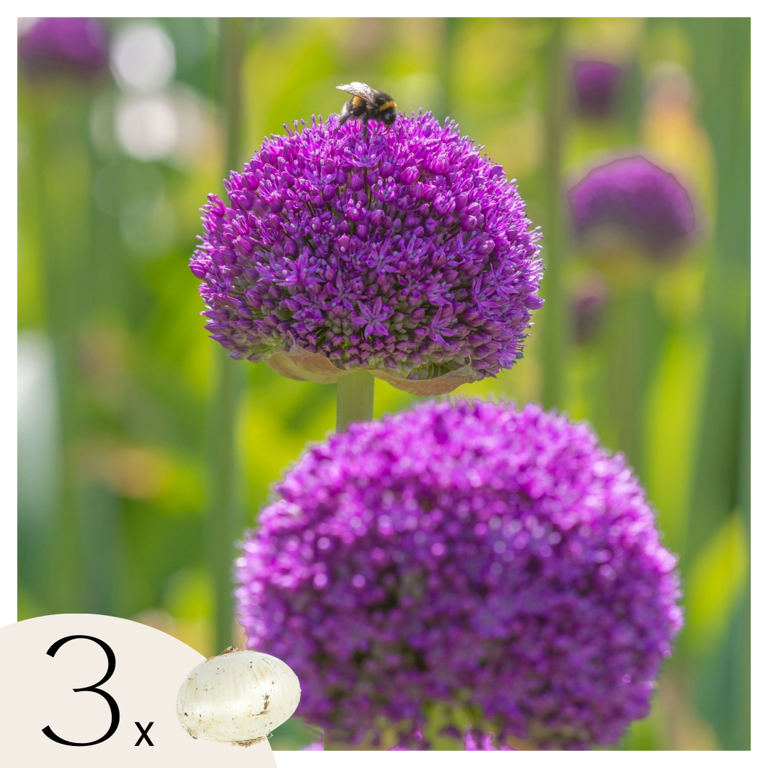Ajo Ornamental - 3 Pzs - Allium 'ambassador' - Bulbos De Flores - Púrpura_0