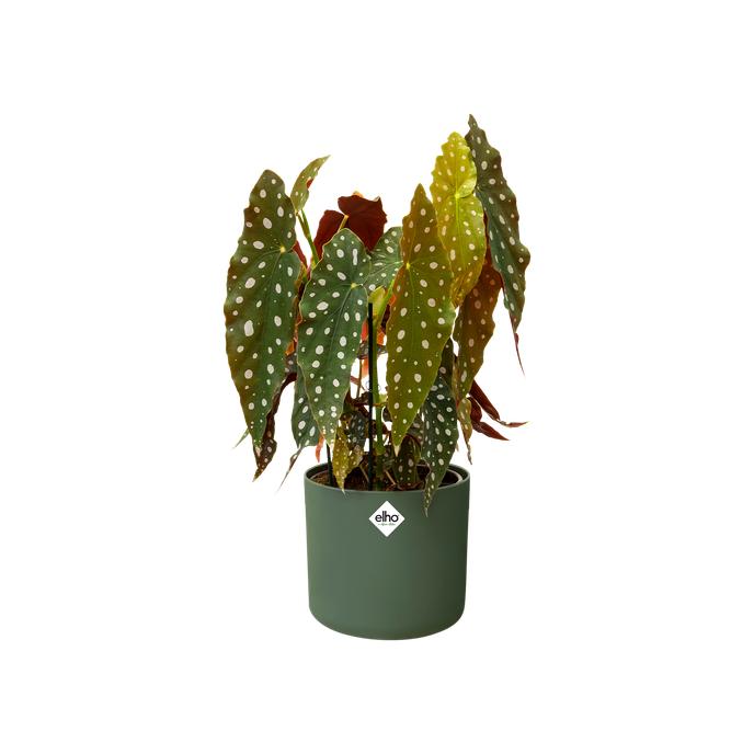 B. para vaso redondo macio Elho Green de 18 cm