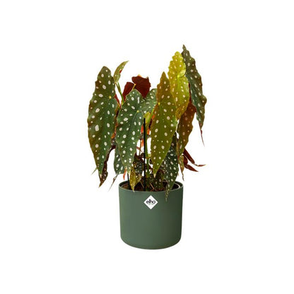 B. para vaso redondo macio Elho Green de 18 cm