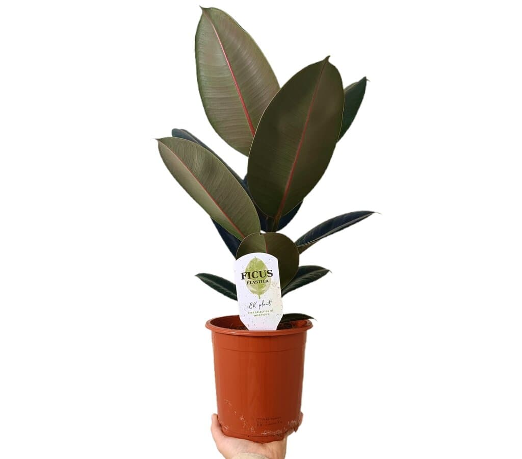 Ficus Abdijan M17_0