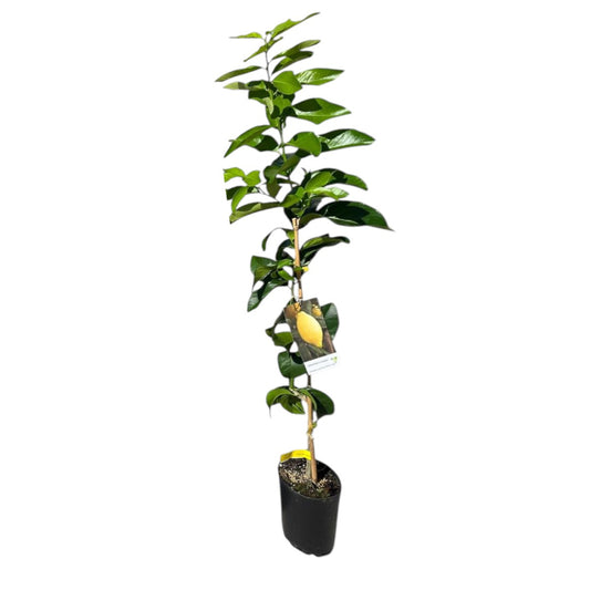 Frutal Limonero Lunero_0