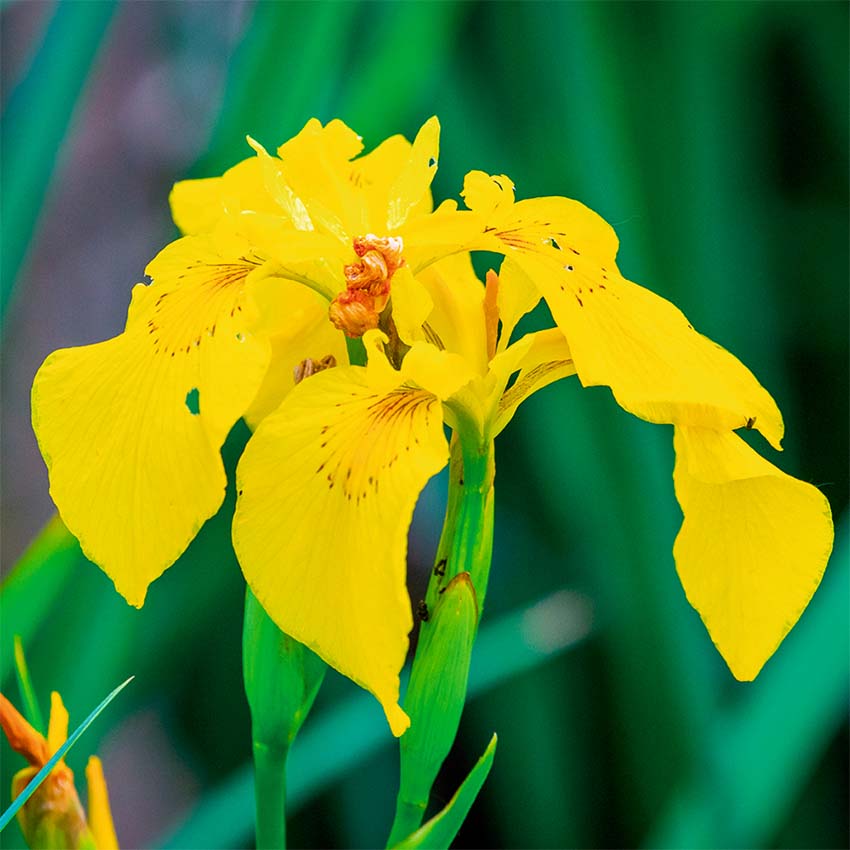 Lirio Amarillo Planta Ribera Estanque - Amarilla - Resistente_1