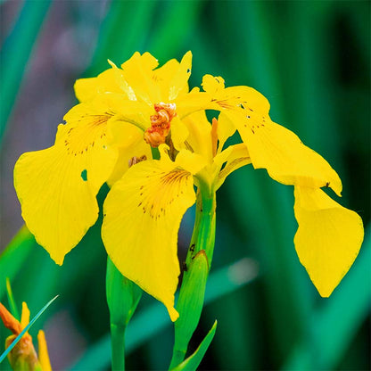 Lirio Amarillo Planta Ribera Estanque - Amarilla - Resistente_1