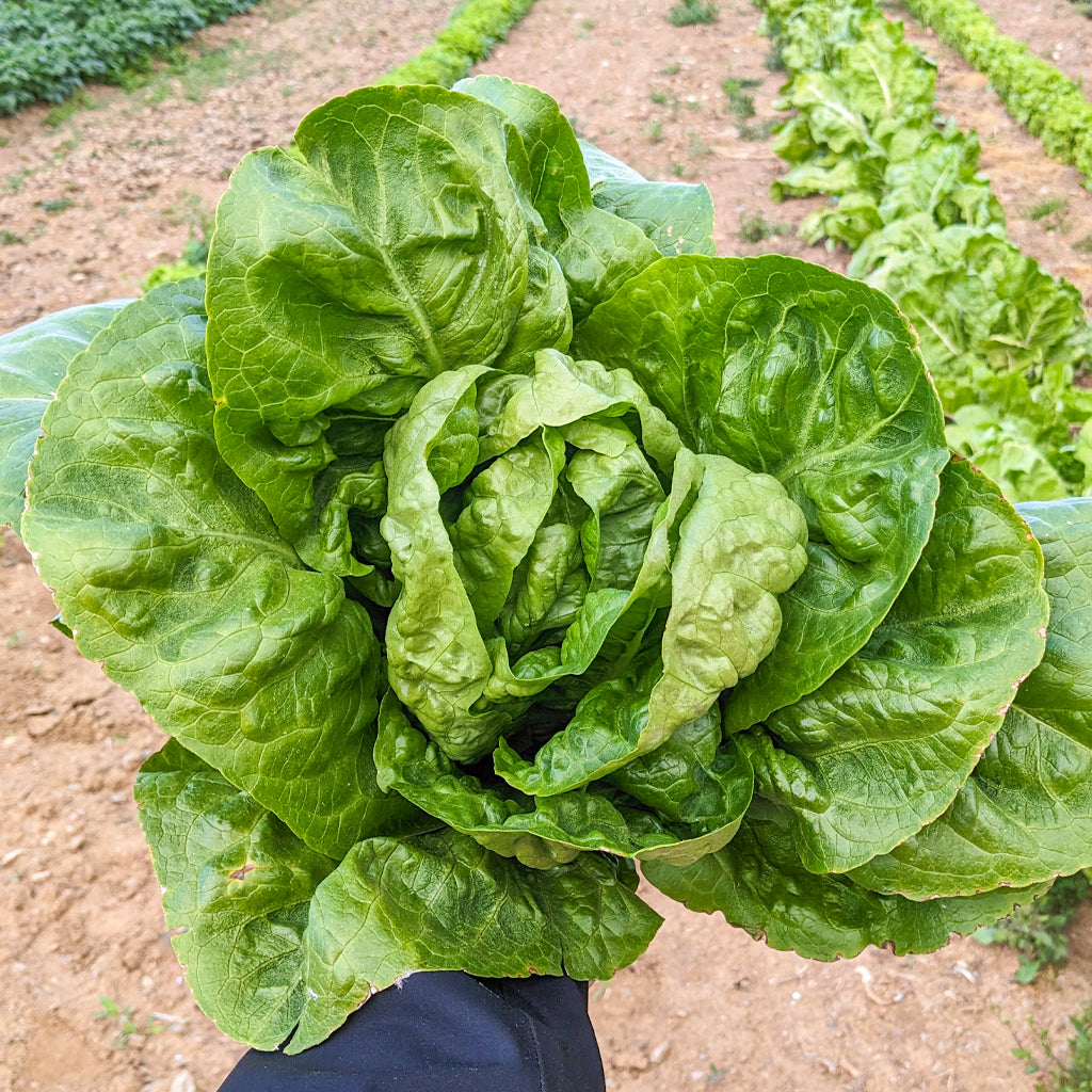Plantón Lechuga Romana 10 Unidades - PlantaBo_1