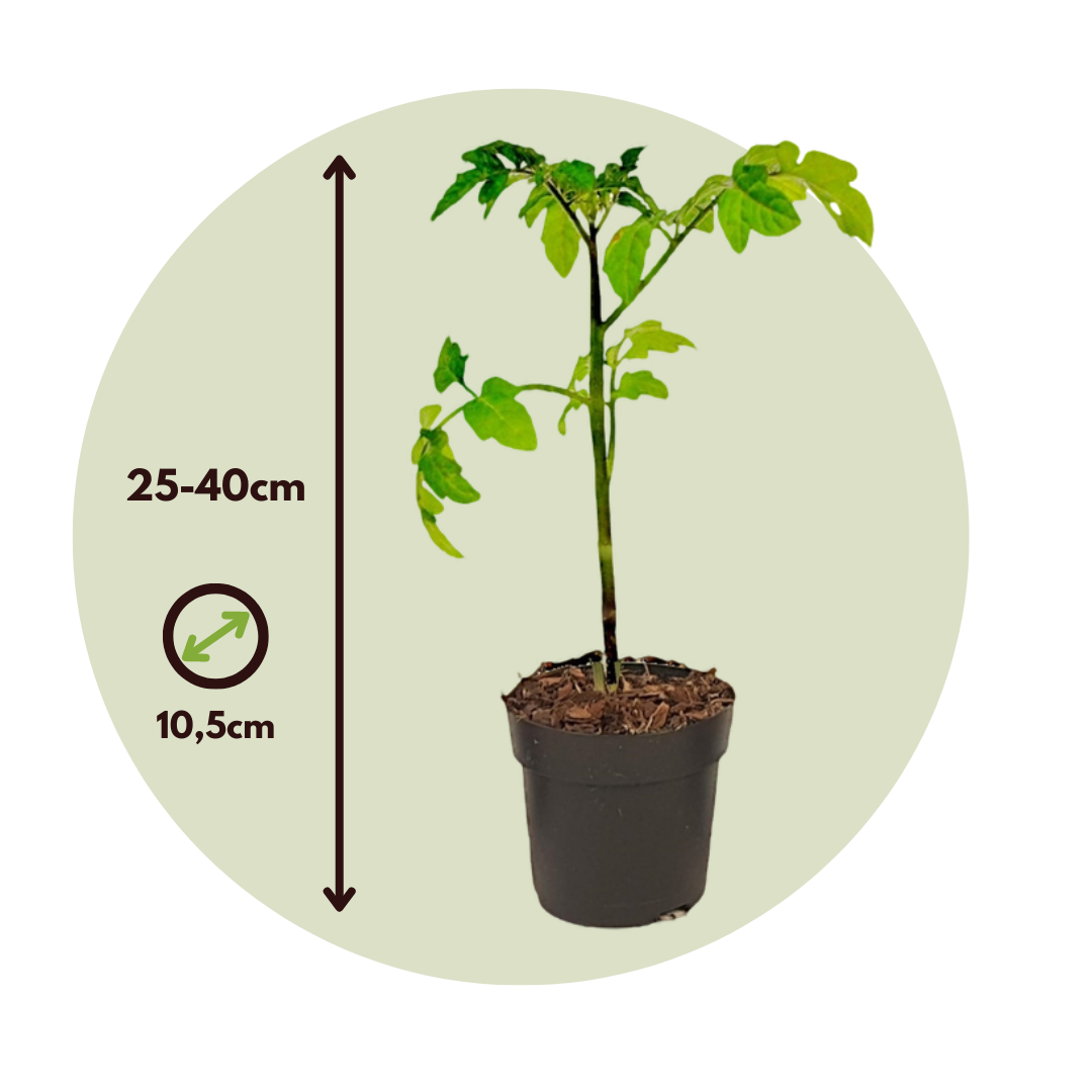 Tomatillo De Patente - Solanum 'tomtato' - Altura 25-40cm - ⌀105cm_2