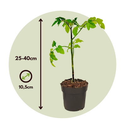 Tomatillo De Patente - Solanum 'tomtato' - Altura 25-40cm - ⌀105cm_2