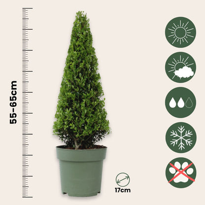 Acebo Crenata - 2 Pzs - Ilex Crenata 'jenny' - Altura 55-65cm - ⌀21cm_2