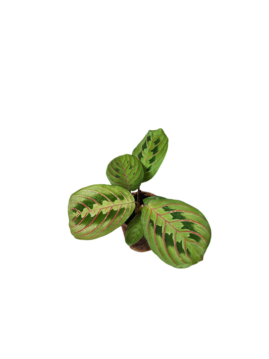 Planta Maranta Fascinator De Interior Mini Ø5 Cm_0