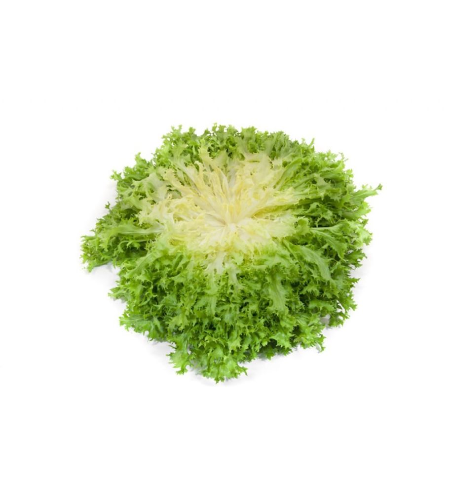 Plantón Escarola Rizada (10 Unidades)_0