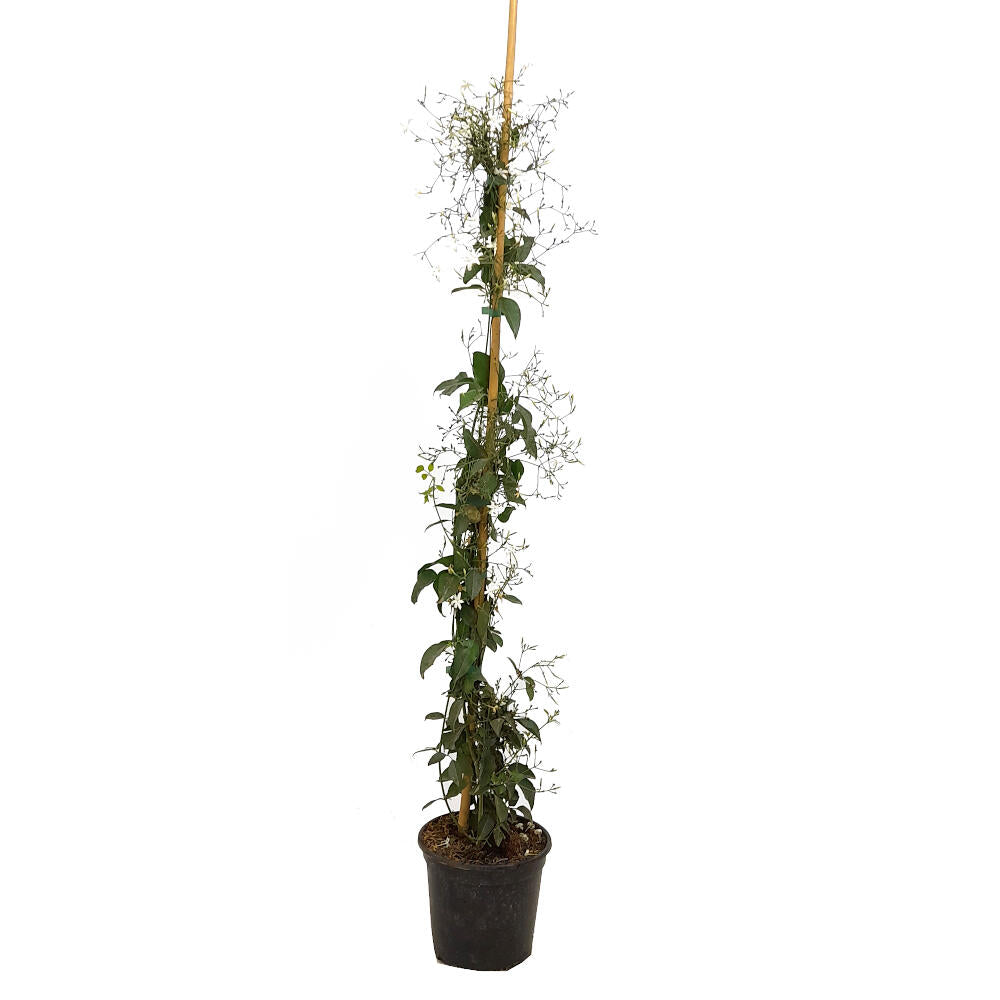 Jasminum Azoricum 180cm M20 (jazmín De Las Azores)_0