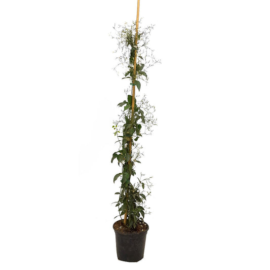 Jasminum Azoricum 180cm M20 (jazmín De Las Azores)_0