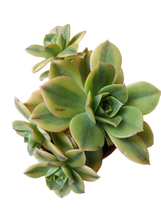 Aeonium Sunburst Planta Suculenta Ø13_0