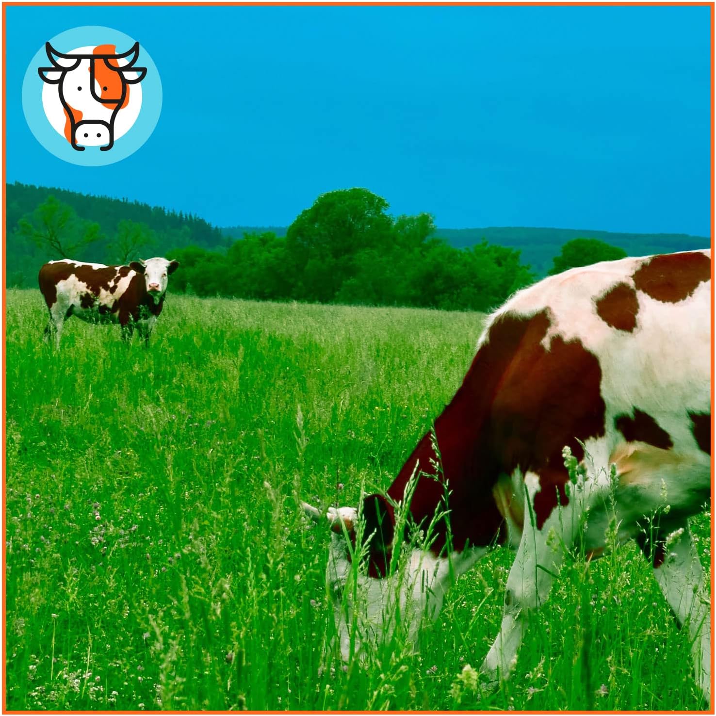 Pienso ECOLÓGICO para Vacas Mantenimiento 20kg – Alimentación Natural y Equilibrada | Nutrición Completa para Bovinos_2