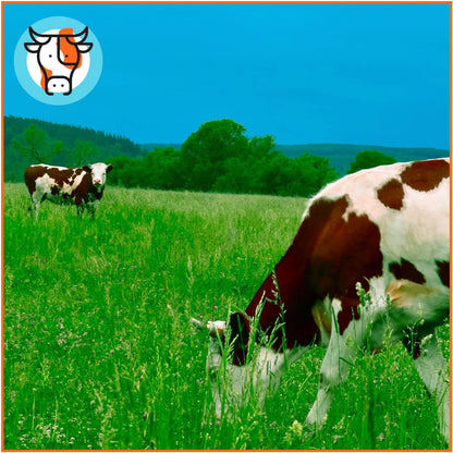 Pienso ECOLÓGICO para Vacas Mantenimiento 20kg – Alimentación Natural y Equilibrada | Nutrición Completa para Bovinos_2