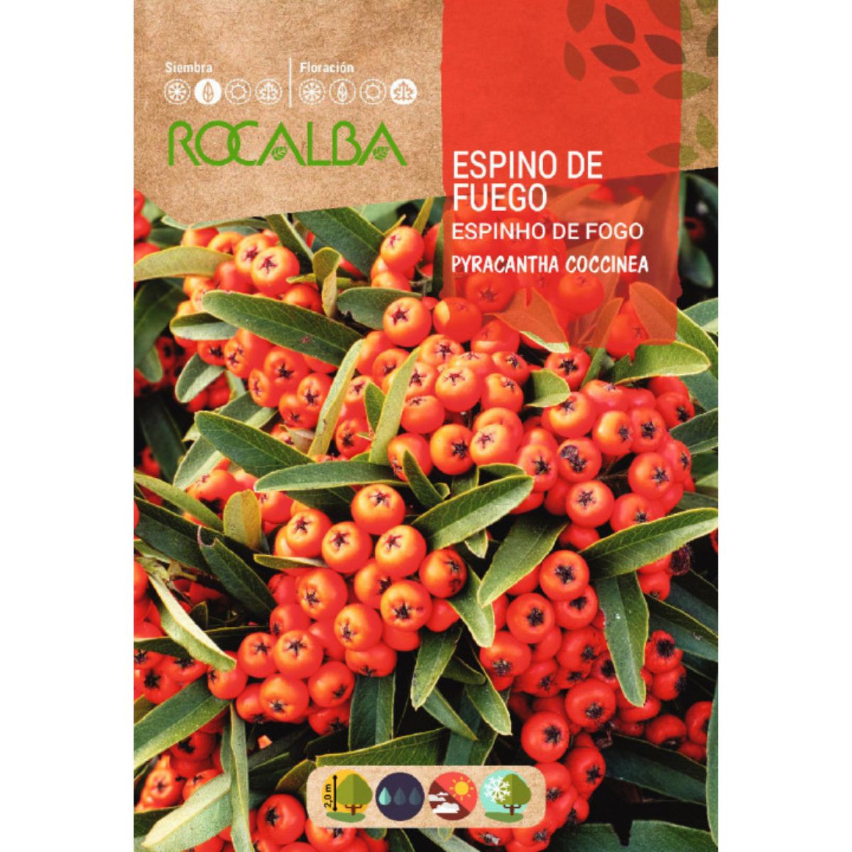 Sementes de Firethorn Pyracantha coccinea