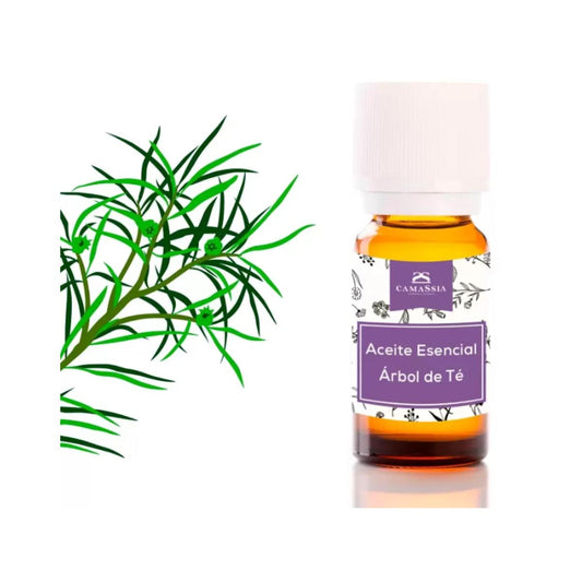 Óleo essencial de tea tree (Melaleuca Alternifoli). Camassia