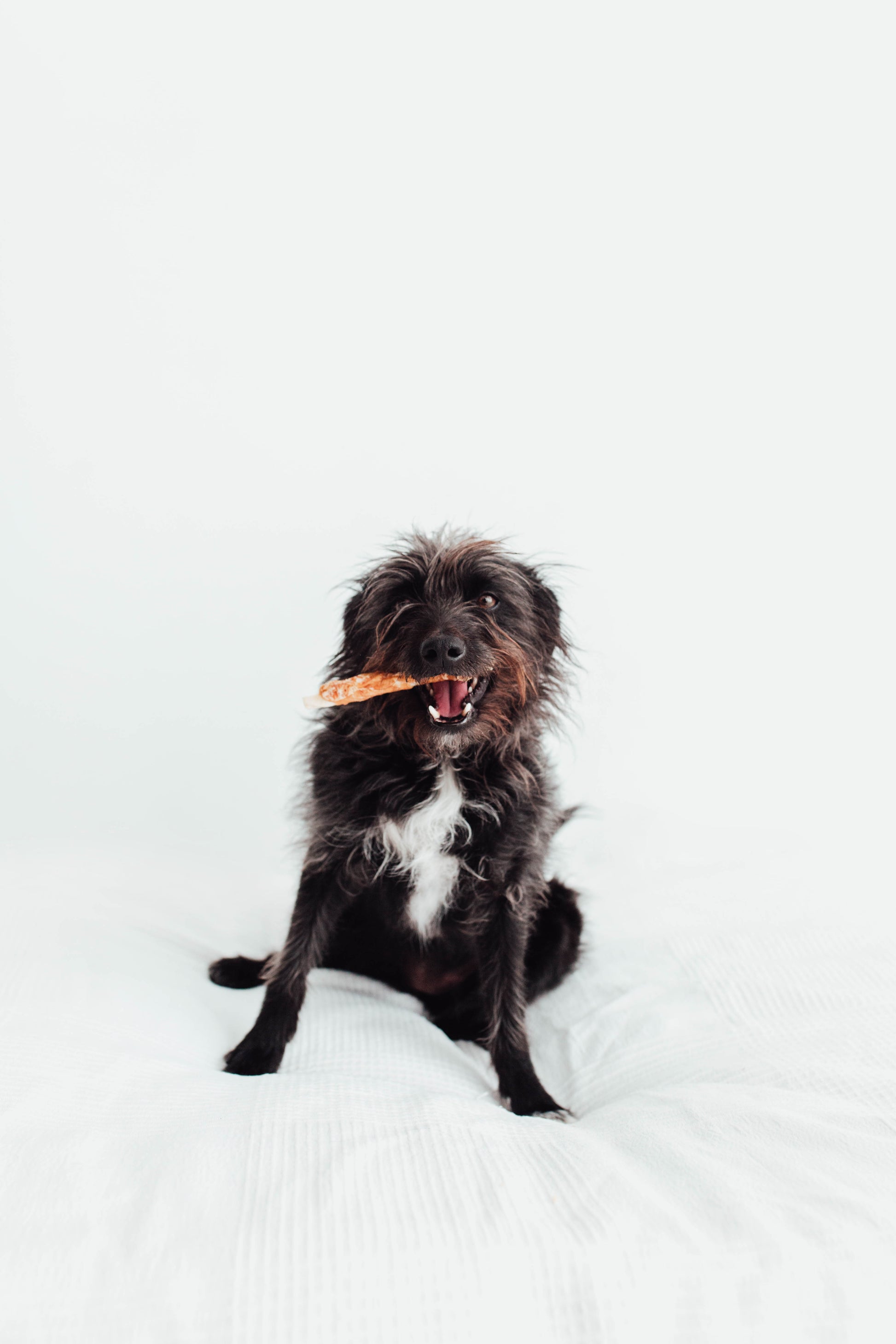 Bimorbox Perros Senior Pequeños – Pack Ahorro Con Pelota, Mordedor De Asta De Ciervo Y Snacks Sin Aditivos