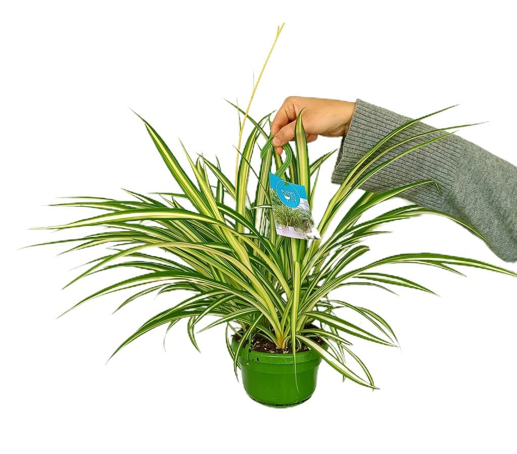 Chlorophytum M14 (cinta)_0