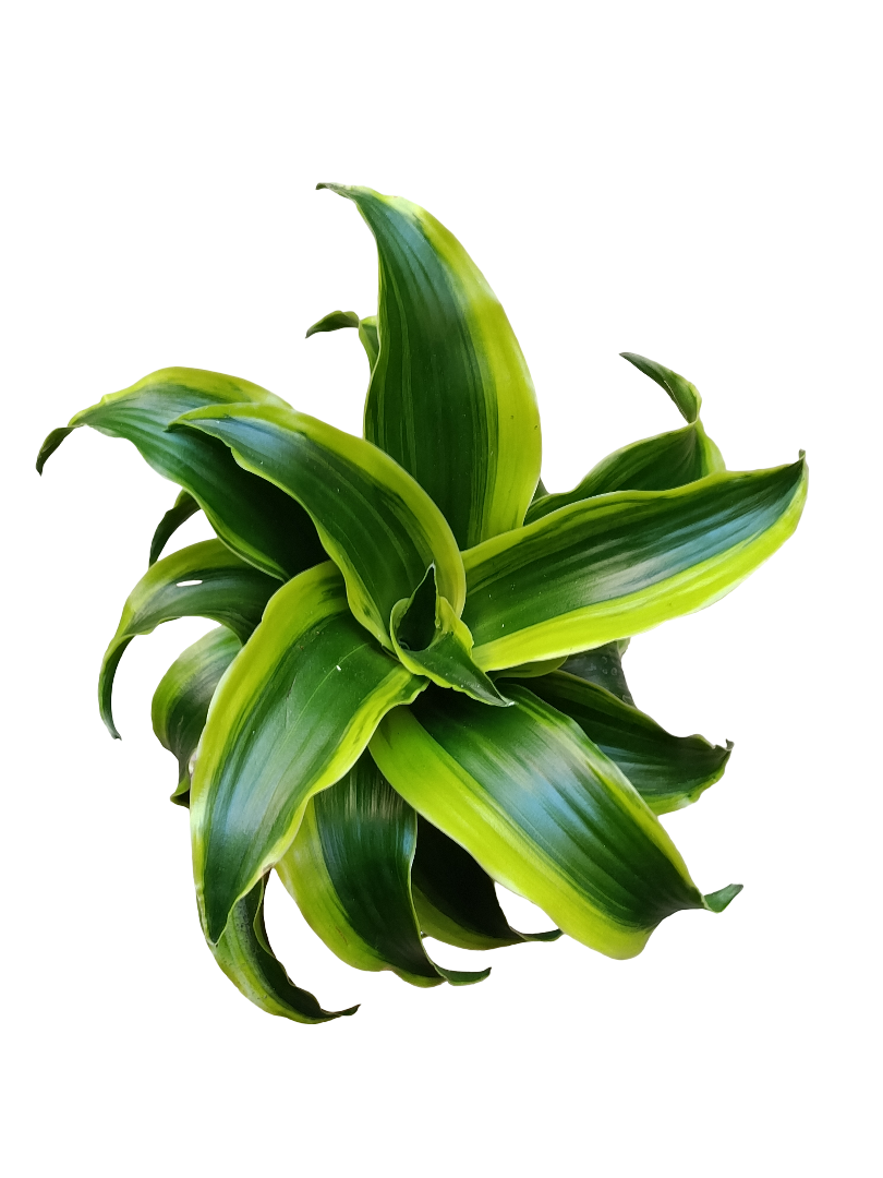 Dracaena Tornado Planta De Interior Ø12_0