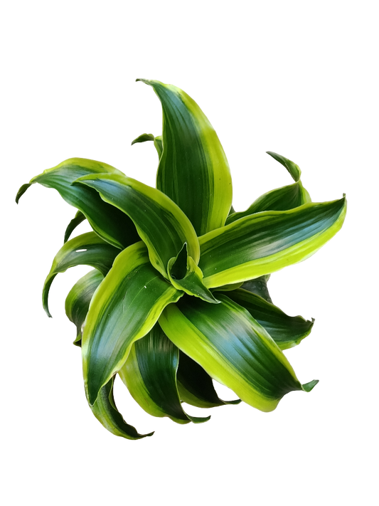 Dracaena Tornado Planta De Interior Ø12_0
