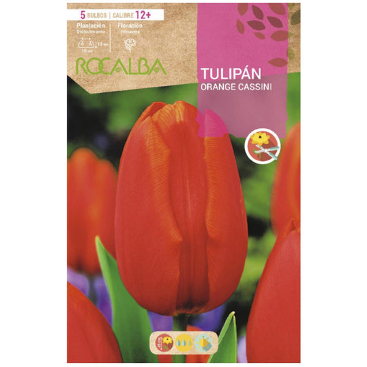 Cassini Bulbo de Tulipa Laranja, Laranja Salmão, 5 unidades. Rocalba